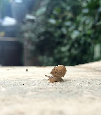 Little Snail di enricochirico