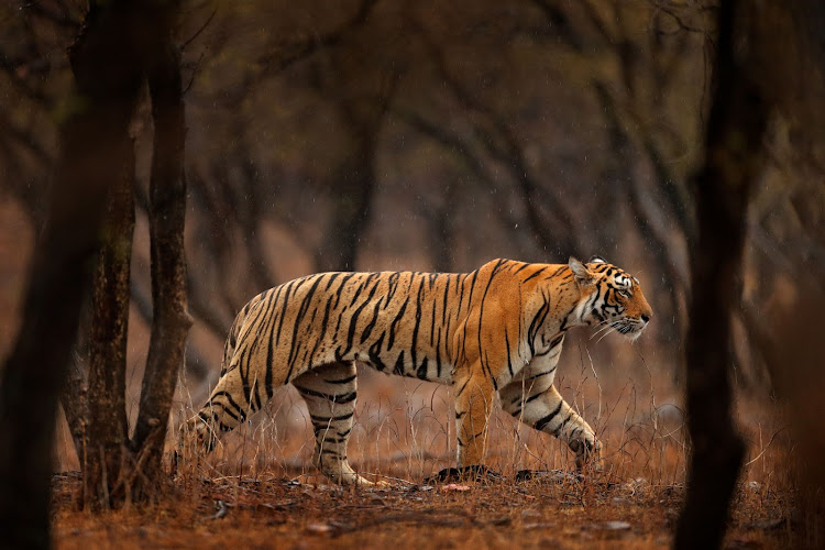 Four Paws will undertake a mission to relocate four tigers living in an abandoned train carriage in Argentina to a wild animal sanctuary in SA. Stock photo.