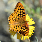 Coronis fritillary