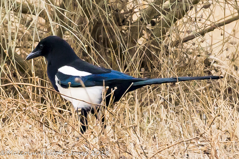 Magpie