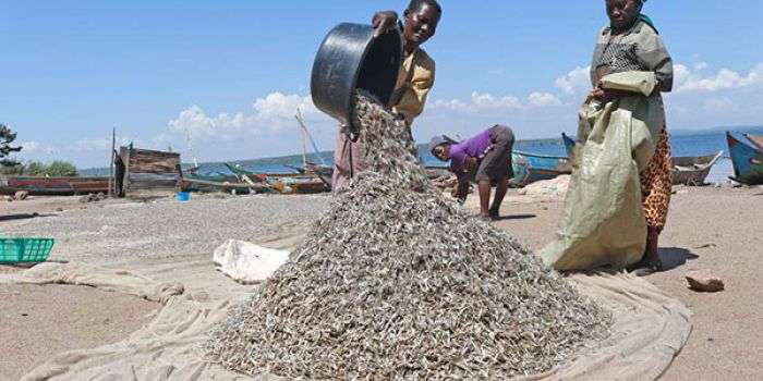 Kenya exports 52- tonne of 'omena' to China.