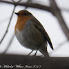 Robin