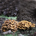 Honey fungus