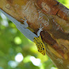 Dwarf Yellow Headed Gecko