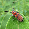 Red Milkweed Beetle