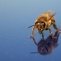 L'ape vanesia di 