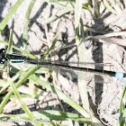 Common Bluetail