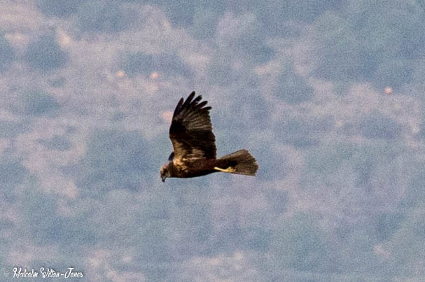 Marsh Harrier; Aguilucho Lagunero