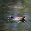 Common moorhen