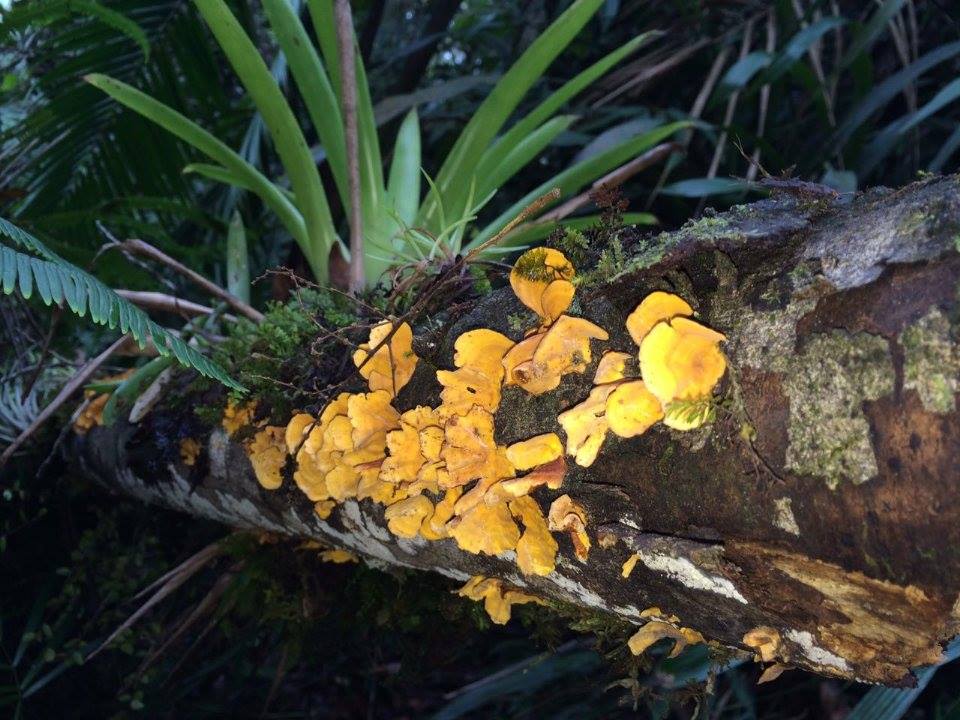 Hongo amarillo en tronco de árbol