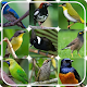 Download Masteran birdsong For PC Windows and Mac 1.1