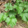 American Alumroot