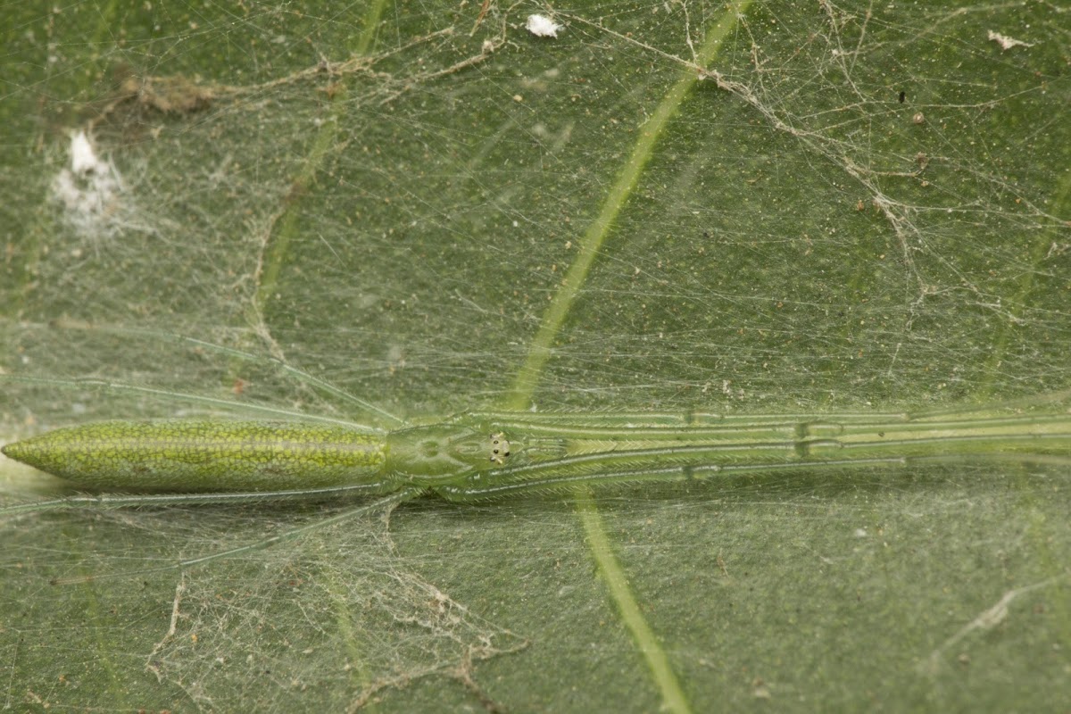 Long-jawed orb weaver