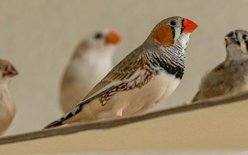The Zebra Finch A Study in Markings Preview 1