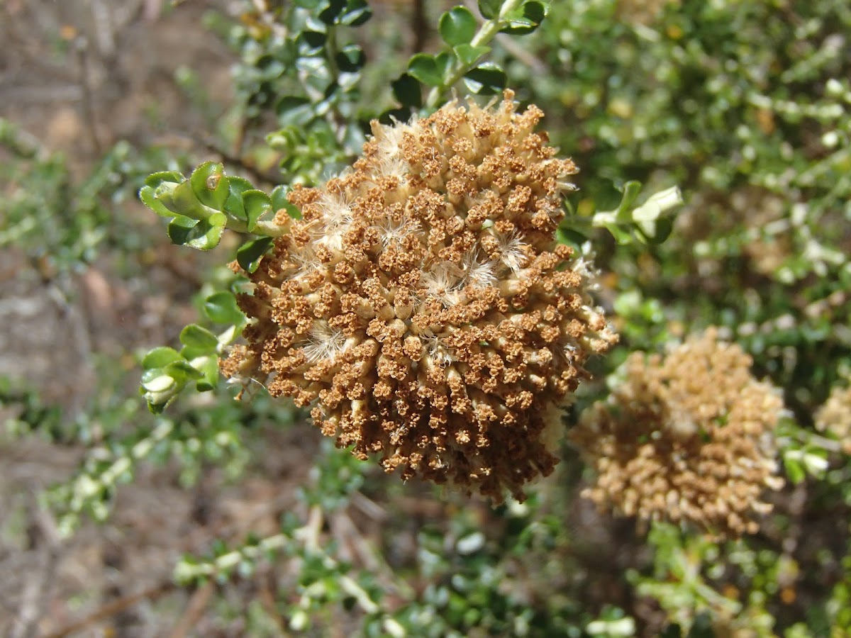 Grey everlasting