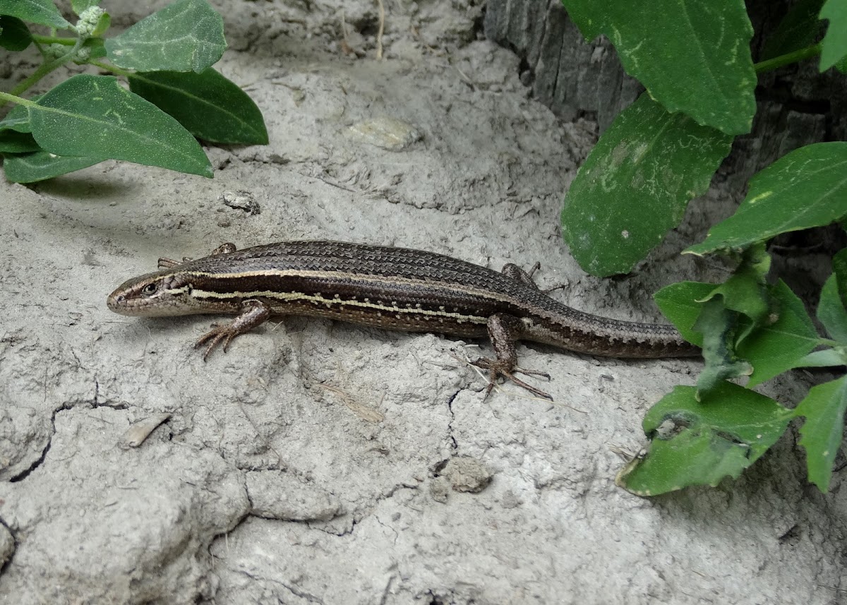 McCann's Skink