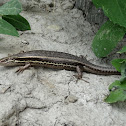 McCann's Skink