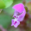 Large Red Deadnettle