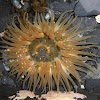 Moonglow Anemone