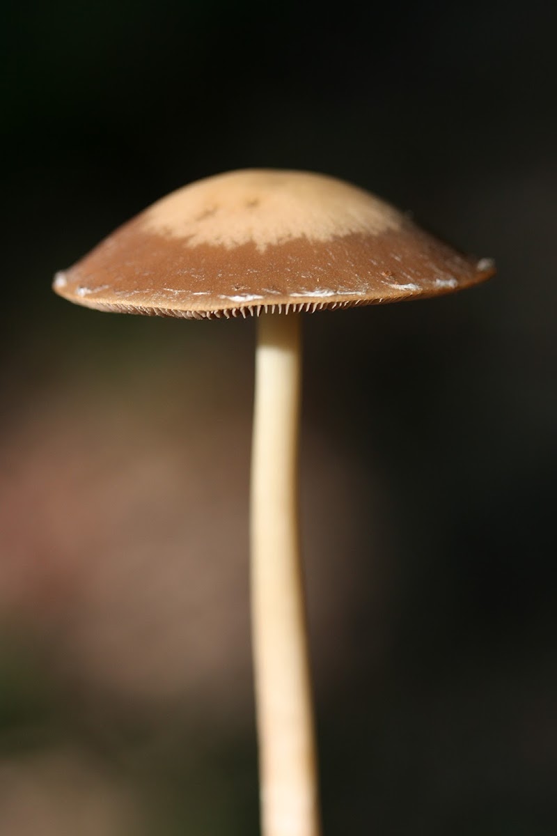 Psathyrella