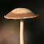 Psathyrella