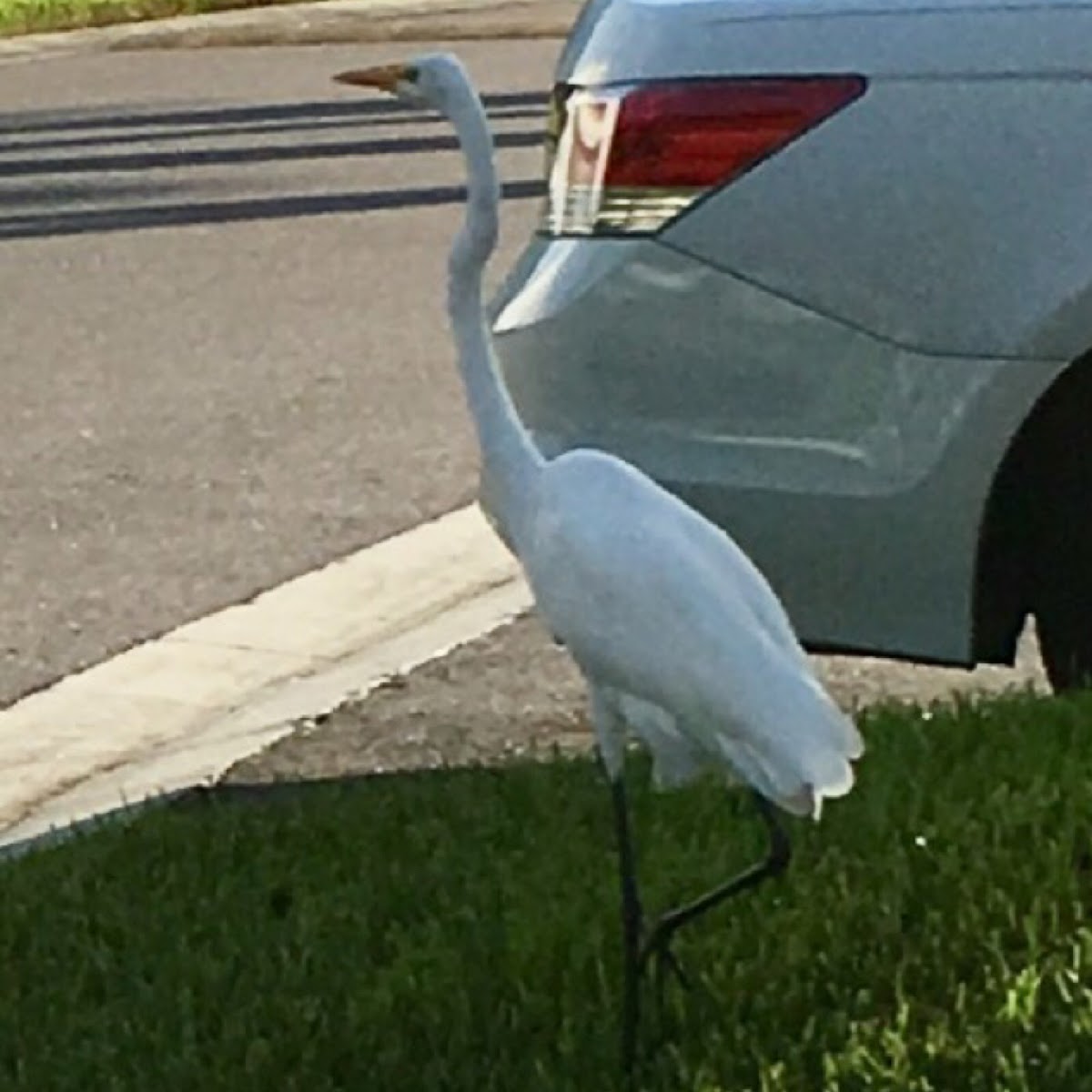 Great Egret