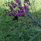 Long-Tailed Skipper