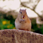 Indian squirrel