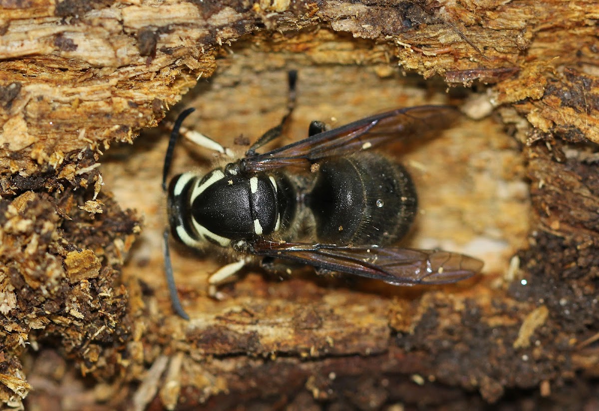 Bald-faced Hornet (Overwintering Queen)