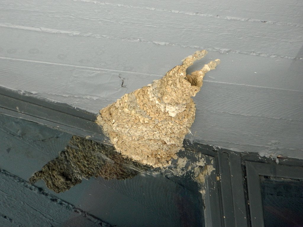 Red-rumped swallow nest