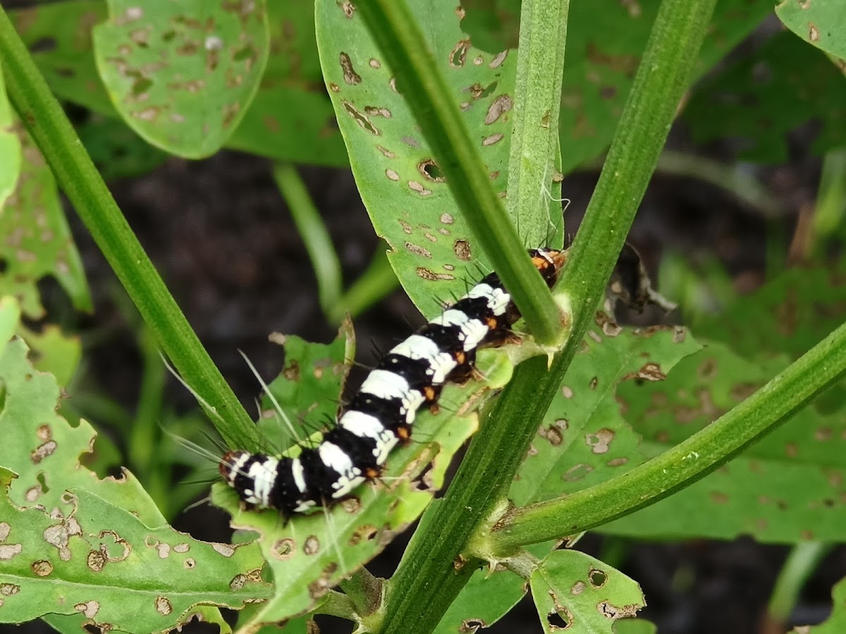 Crotalaria pod borer