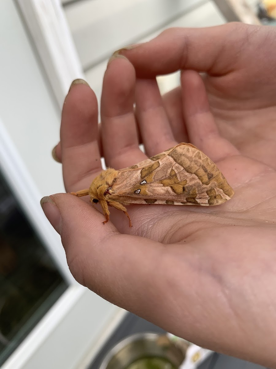 Four-Spotted Ghost Moth