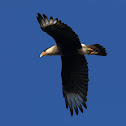 Crested Caracara