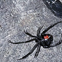 Southern black widow spider