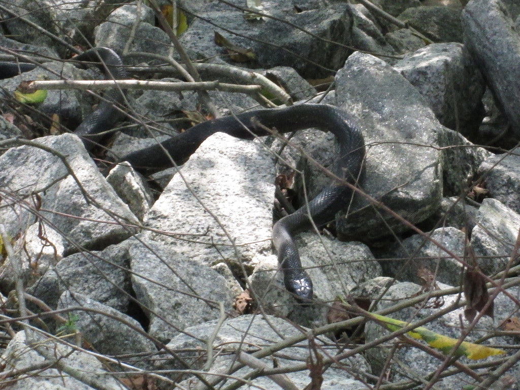 Black Rat Snake