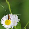 Fairy Longhorn Moth