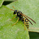 Paper Wasp