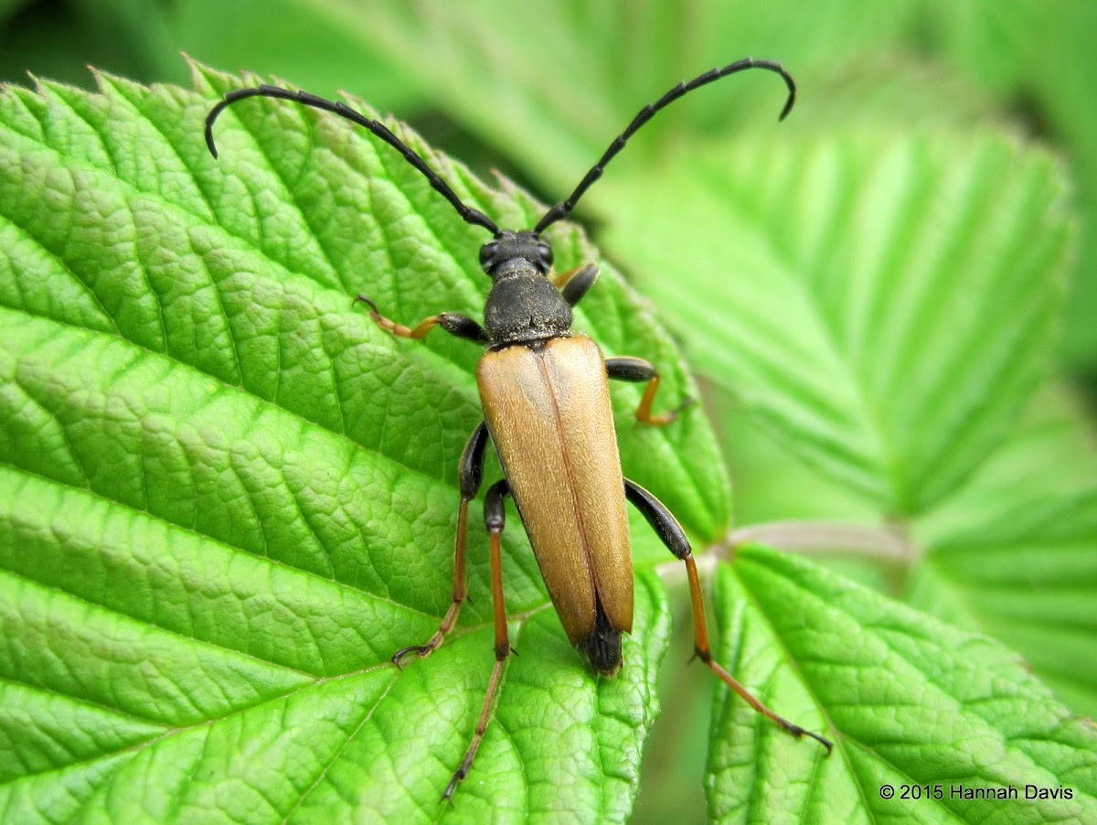 Red-brown longhorn beetle