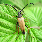 Red-brown longhorn beetle