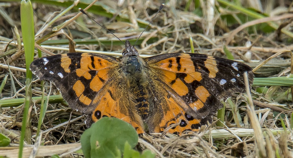 Afternoon Butterfly, Colored Butterfly