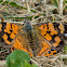 Afternoon Butterfly, Colored Butterfly