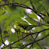 Black-throated Green Warbler