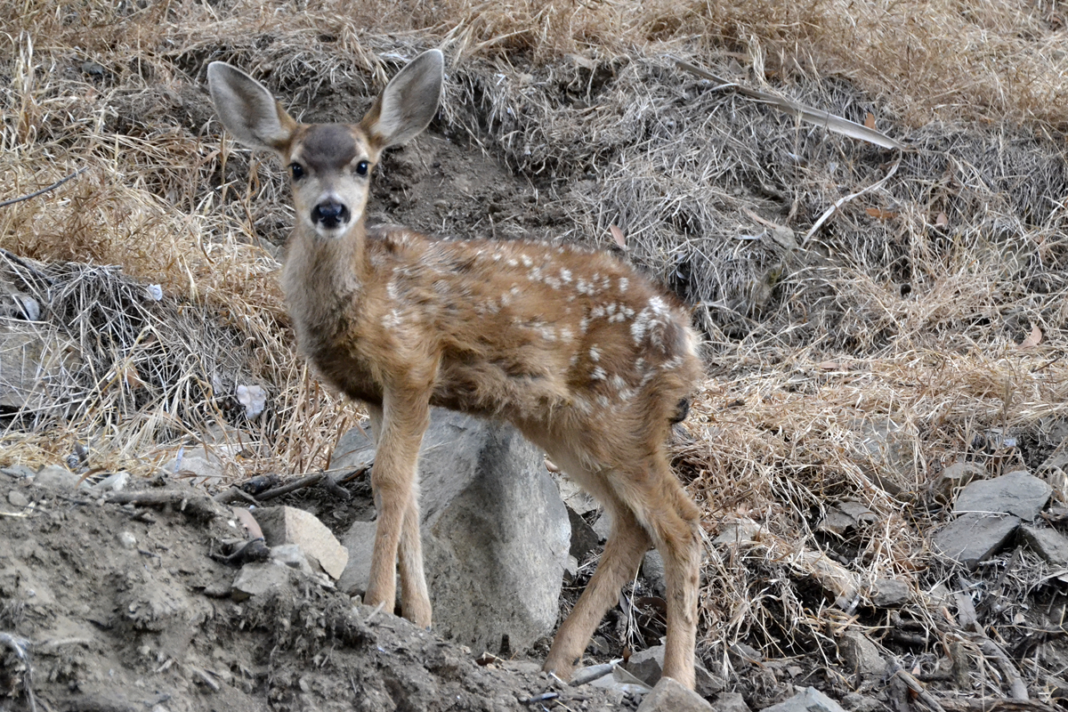 Mule Deer