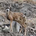 Mule Deer