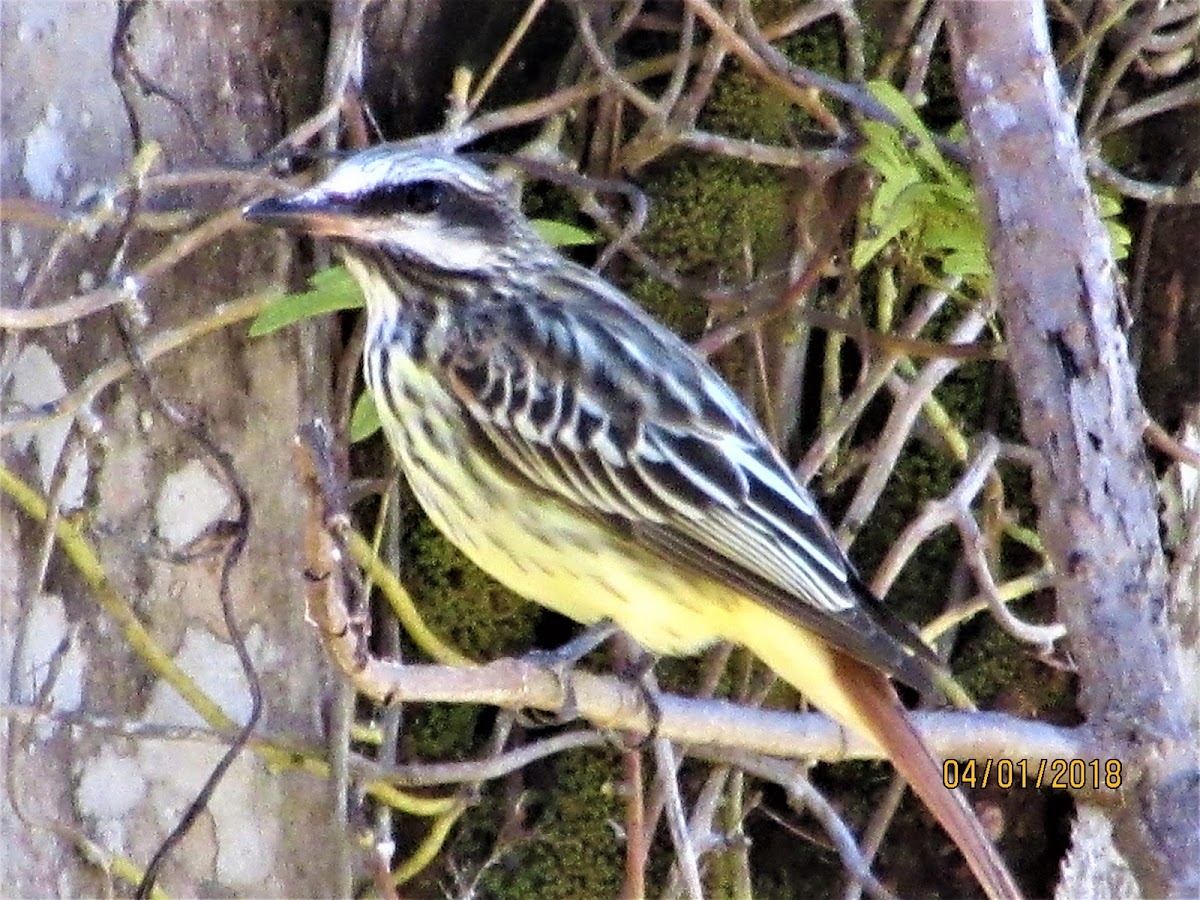 Sulphur Bellied flycatcher