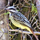 Sulphur Bellied flycatcher