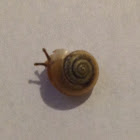 Asian Trampsnail