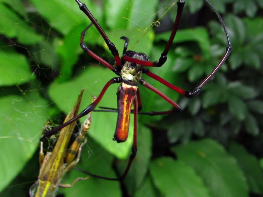 Black Wood Spider