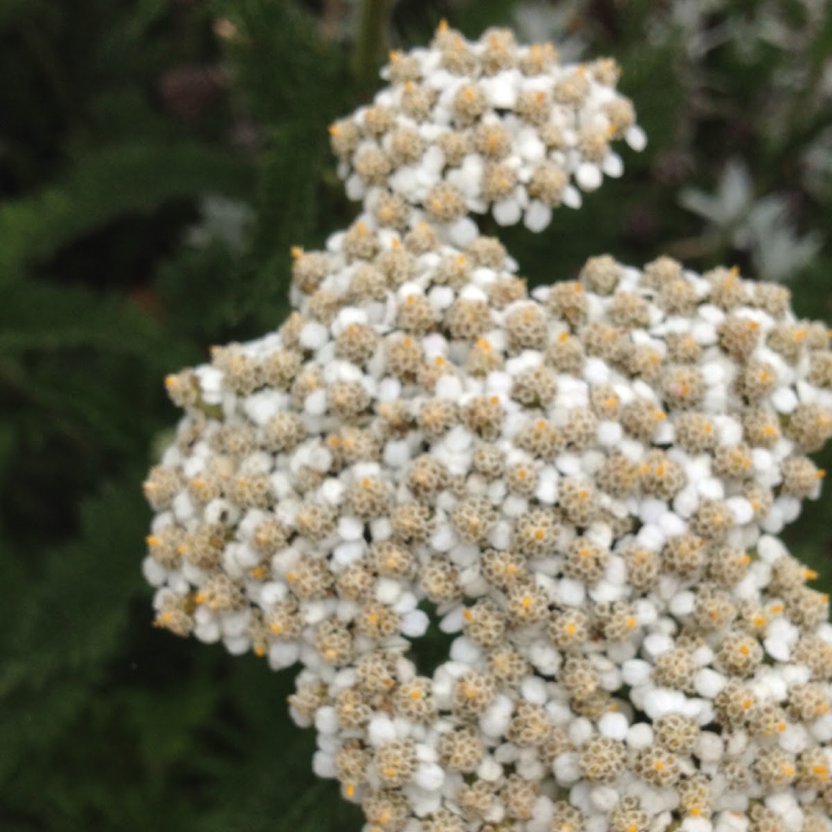 yarrow