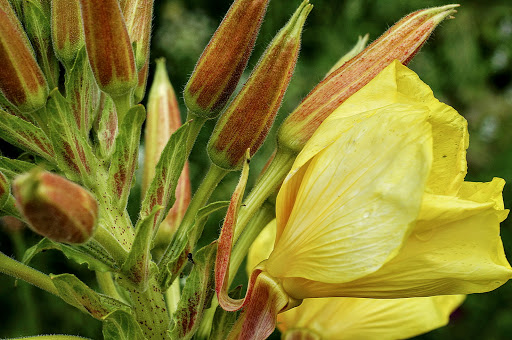 Oenothera glazioviana